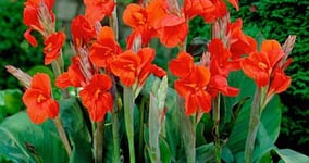 Jak správně pěstovat tulipány